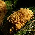 Ramaria aurea