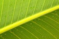 Detail of a leaf's structure