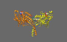 Detailed view of kinesin-1 self-inhibition (one of two possible conformations shown). Highlight: positively charged residues (blue) of the IAK region interact at multiple locations with negatively charged residues (red) of the motor domains PDB 2Y65 Re Zoom.gif