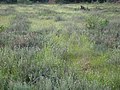 本種が群生する湿地