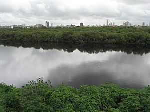 River Mithi 3.jpg