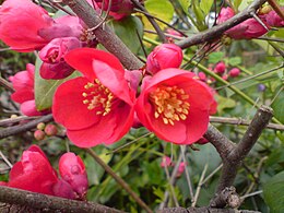 Valódi japánbirs (Chaenomeles japonica) virágok