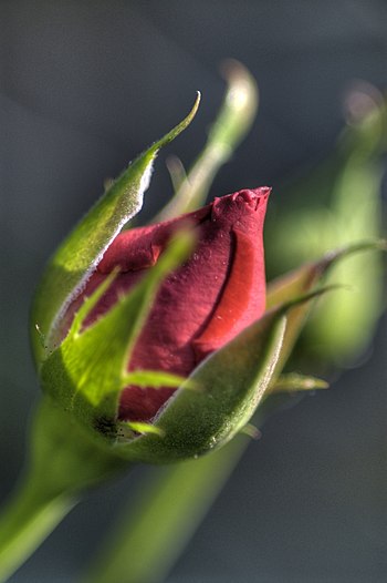 A rose bud, unknown cultivar, photographed usi...