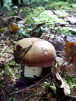 Russula decolorans.jpg