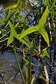 pijlvormig blad van pijlkruid (Sagittaria sagittifolia)