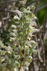 Miniatura para Salvia dominica