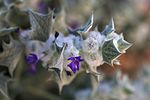 Miniatura para Salvia funerea