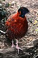 Tragopan satyrus.