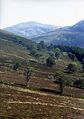 Scots Pines am Südwesthang des Meall a’ Bhuachaille