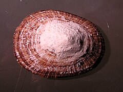 Scutellastra argenvillei.