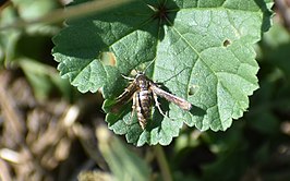 Microsphecia tineiformis