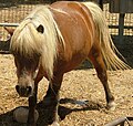 http://upload.wikimedia.org/wikipedia/commons/thumb/c/cb/Shetland_Pony.jpg/120px-Shetland_Pony.jpg