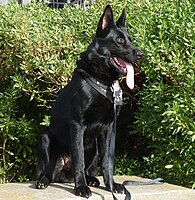 Black German Shepherd