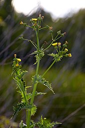 Sonchus asper a common introduced weed on Tristan. Sonchus asper MichaD.jpg