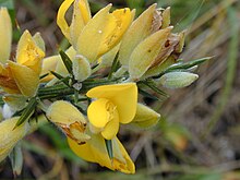 Ulex Flower