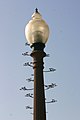 长树枝的灯柱 Lamppost with branches