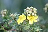 Struikganzerik (Potentilla fruticosa)