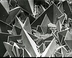 腎結石表面的SEM圖像, 顯示從石頭的無定形中心部分出現的Weddellite（草酸鈣二水合物）的四方晶體。 圖片的水平長度表示圖案原物體0.5mm。