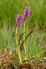 Miniatura para Dactylorhiza cruenta