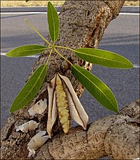 Écorce, feuille et fruit mur