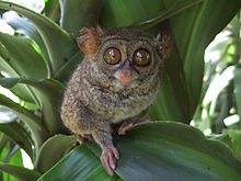 Seekor Tarsius  Sulawesi di taman satwa mini Naemundung, Tandurusa, Bitung, Sulawesi  Utara