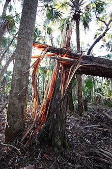 Juniperus virginiana var. silicicola windsnapped by Hurricane Irma. TigerBranchIrmaWindfallCedar2.jpg