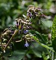 Trachystemon orientalis