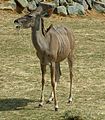 A female greater kudu