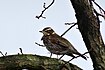 Rotdrossel (Turdus iliacus) im Winter