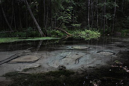 Uhrilähde Jämijärvellä. Kuvaaja: Katrina Virtanen