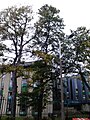 Convex-leaved field elm, East Fettes Avenue, Edinburgh