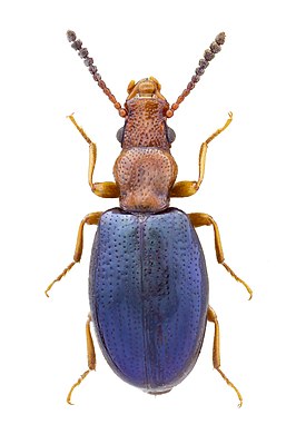 Vincenzellus ruficollis