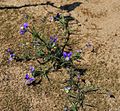 Wild-Stiefmütterchen (Viola tricolor subsp. tricolor)