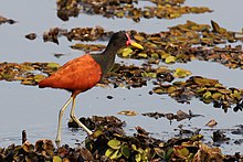 Wattled jacana (Jacana jacana).JPG