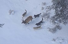 Aerial photograph a bull elk in winter being pursued by four wolves