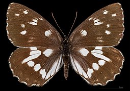 Melanargia galathea magdalenae ♀