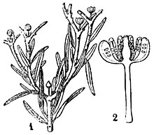 1—Реконструкция ветки Williamsoniella с листь­ями и цветками. 2—Схе­мати­ческий продольный разрез через цветок.
