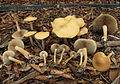 Falber Ackerling Agrocybe putaminum