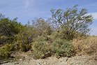 2014, poušť Mojave Desert Willow, Four WIng Saltbush, Palo Verde - panoramio.jpg