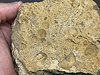 A mass death plate of rhynchonellid and strophomenid brachiopods as well as modiomorphid bivalves from Dane County