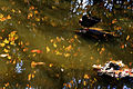A pond with reflection in Golden Gate Park 2.jpg