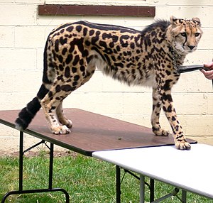 A King Cheetah (merely a colour mutation of th...