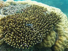 A. valida en isla Aureed, Australia