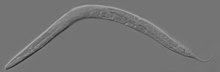 Възрастен Caenorhabditis elegans.jpg