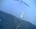 March 5: Albatrosses associating with a killer whale. Image taken by an albatros-borne camera.