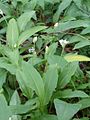 Bärlauch (Allium ursinum) Alliaceae