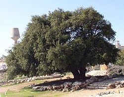 Alon Shvut - The Lone Oak Tree - A place of rebirth