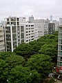Tokio'da bir binanın yanındakı Yapon Zelkovaları