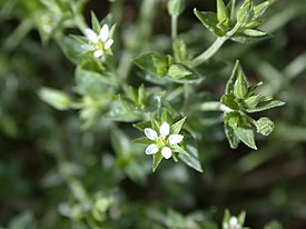 Arenaria serpyllifolia