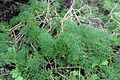 Plant d’Argyranthemum sundingii.